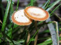 Polyporus tricholoma image