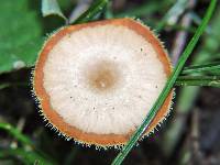 Polyporus tricholoma image