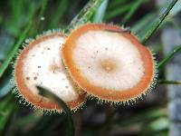 Polyporus tricholoma image