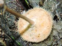 Polyporus tricholoma image