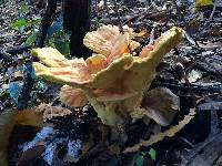 Laetiporus gilbertsonii image