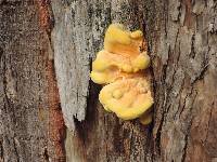 Laetiporus gilbertsonii image