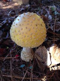 Amanita muscaria var. guessowii image