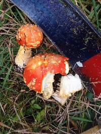 Amanita muscaria image