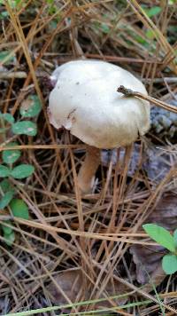 Laccaria ochropurpurea image