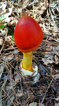 Amanita jacksonii image