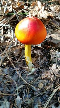 Amanita jacksonii image