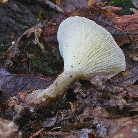 Ampulloclitocybe clavipes image