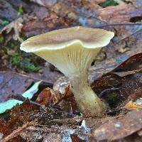 Ampulloclitocybe clavipes image