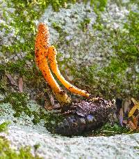 Cordyceps militaris image