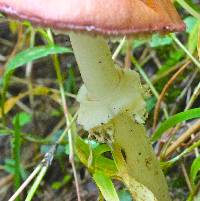 Stropharia rugosoannulata image