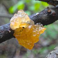 Tremella mesenterica image