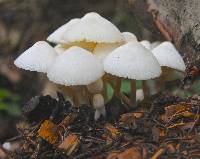 Leucocoprinus cepistipes image