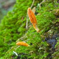 Cordyceps militaris image