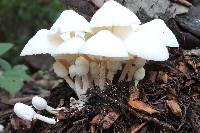 Leucocoprinus cepistipes image