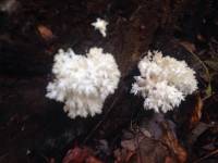 Hericium americanum image