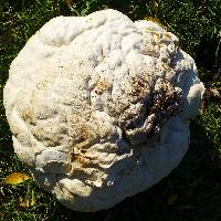 Calvatia gigantea image