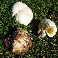 Calvatia gigantea image