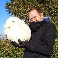 Calvatia gigantea image