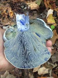 Lactarius indigo image