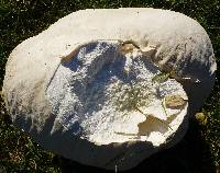 Calvatia gigantea image