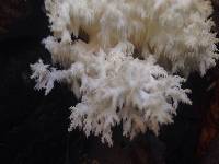 Hericium americanum image