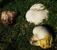 Calvatia gigantea image