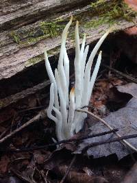 Clavaria fragilis image