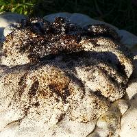 Calvatia gigantea image