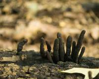 Xylaria polymorpha image