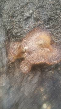 Polyporus squamosus image