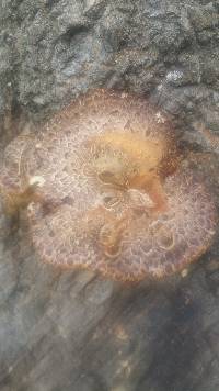 Polyporus squamosus image