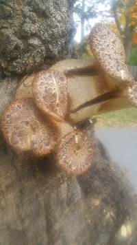 Polyporus squamosus image