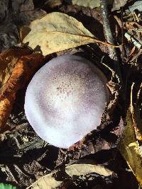 Cortinarius violaceus image