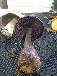 Cortinarius violaceus image