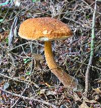 Austroboletus gracilis image