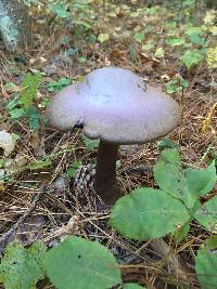 Cortinarius violaceus image