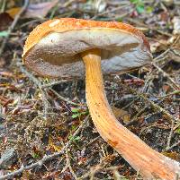 Austroboletus gracilis image