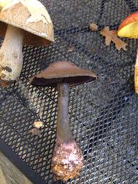 Cortinarius violaceus image