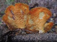 Polyporus alveolaris image