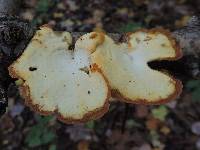 Polyporus alveolaris image