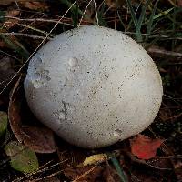 Calvatia gigantea image