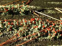 Cladonia cristatella image