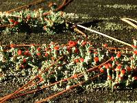 Cladonia cristatella image