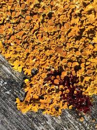 Xanthoria parietina var. parietina image