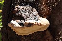 Fomitopsis pinicola image