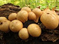 Lycoperdon pyriforme image