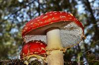 Amanita muscaria image