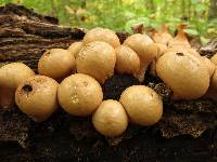 Lycoperdon pyriforme image