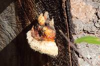 Fomitopsis pinicola image